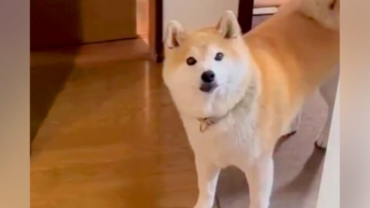『まだ帰ってきていない』と思っていたお姉ちゃんが家にいたら、犬が…想定外の展開で見せた『尊い反応』が34万再生「表情最高」「可愛すぎる」(ブログ)
