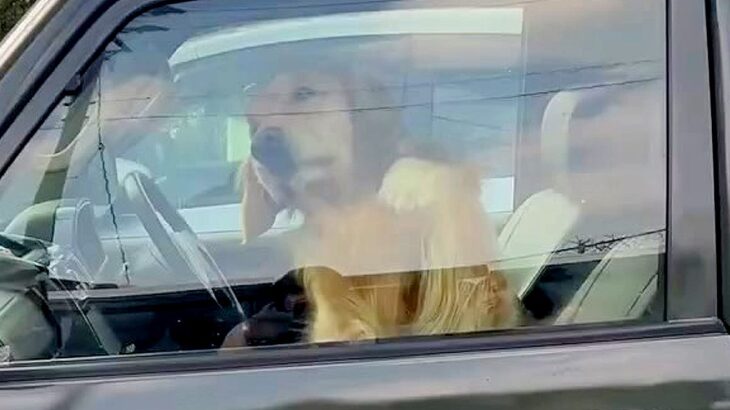 車の横で少し立ち話をしていたら、助手席にいた大型犬が…もはや窓拭き？寂しがり屋さんすぎる行動が55万再生「綺麗になってて草」「ペロンｗ」(ブログ)