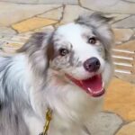 世界一賢い犬種に『レストランでご飯食べたい』と伝えた結果…もはや人間？信じられない光景が12万再生「すごすぎる」「優秀なコンシェルジュ」(ブログ)