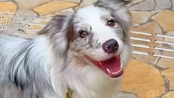 世界一賢い犬種に『レストランでご飯食べたい』と伝えた結果…もはや人間？信じられない光景が12万再生「すごすぎる」「優秀なコンシェルジュ」(ブログ)
