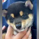 『トップクラスにおとなしい』と言われた赤ちゃん犬→一緒に暮らすうちに…現在の『まさかの変貌っぷり』に反響「すごいｗ」「健康なら良し」(ブログ)