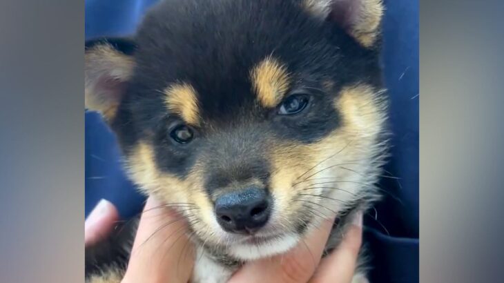 『トップクラスにおとなしい』と言われた赤ちゃん犬→一緒に暮らすうちに…現在の『まさかの変貌っぷり』に反響「すごいｗ」「健康なら良し」(ブログ)