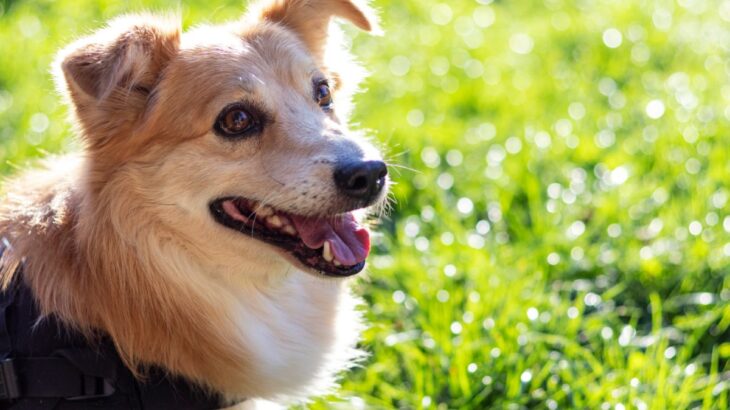 犬が『シニア期』に入ったときにみせるサイン5選　どんなタイミングで老いを感じる？(ブログ)