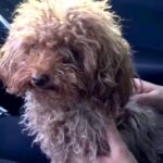 汚れて臭いも酷かった保護犬→妊娠が判明し…出会った当初は考えられなかった『まさかの展開』が14万再生「素敵な方に救われてよかった」と称賛(ブログ)