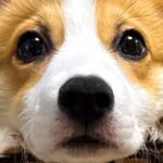 生後3ヵ月のコーギー犬→『成長で耳が立った』と思ったら…予想外の『愛おしすぎる光景』に3万いいね集まる「可愛い」「垂れ耳も最高」と絶賛(ブログ)