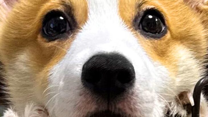 生後3ヵ月のコーギー犬→『成長で耳が立った』と思ったら…予想外の『愛おしすぎる光景』に3万いいね集まる「可愛い」「垂れ耳も最高」と絶賛(ブログ)