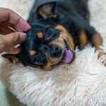 犬が『スキンシップ』を取りたいときのサイン５つ　要求に応えてあげるために知っておくべきこと(ブログ)