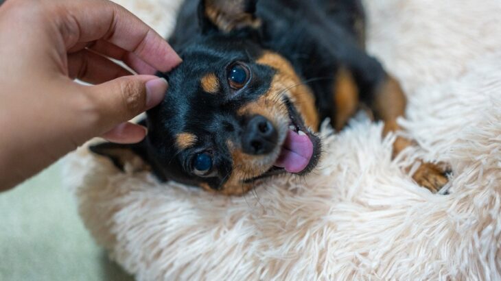 犬が『スキンシップ』を取りたいときのサイン５つ　要求に応えてあげるために知っておくべきこと(ブログ)