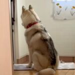 遊びにきた甥っ子と姪っ子が帰ったら、玄関で…大型犬がみせた『泣ける行動』が143万再生「背中がホント寂しそう」「楽しかったんだ」と反響(ブログ)