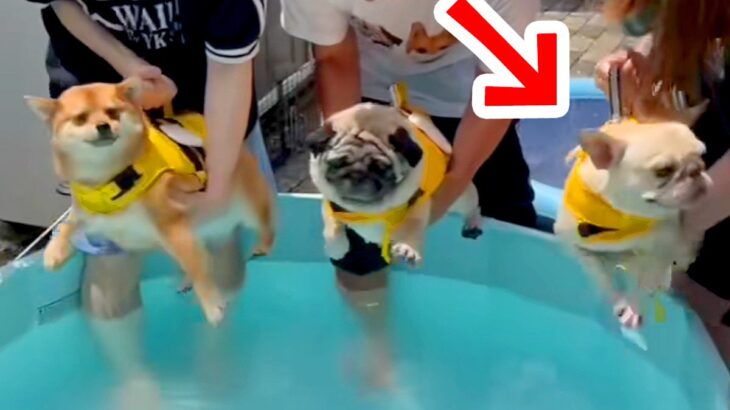 プールで３匹の犬が泳ごうとしたら、１匹が…破天荒すぎる『暴れん坊な光景』が308万再生「笑いすぎて涙でたｗ」「落ち着いてｗｗ」と反響(ブログ)