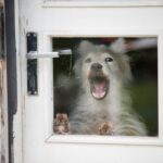 犬が『窓の外』に向かって吠える5つの理由　何を伝えようとしているの？落ち着かせる方法まで(ブログ)