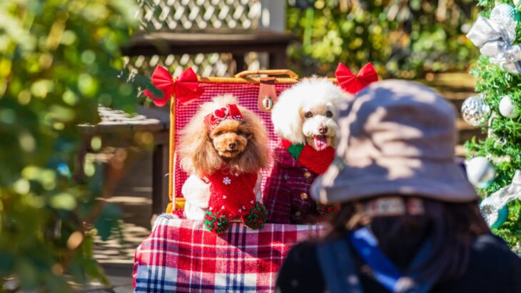 犬を『アクセサリー感覚』で飼っている人の共通点5選　愛犬を不幸にする飼い主の特徴とは？(ブログ)