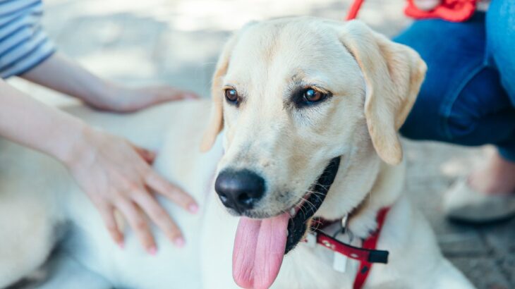 大型犬に『穏やか・温厚な性格が多い』とされる理由3つ　優しいワンコに育てるためのポイントまで(ブログ)