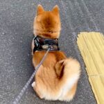 知り合いの犬を預かり、散歩に行った結果…コントのような『まさかの攻防戦』が12万再生「どっち応援したらいいのｗｗ」「笑った」と反響(ブログ)
