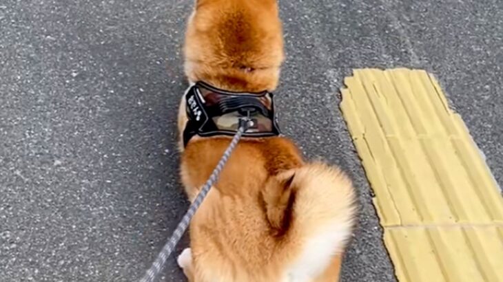 知り合いの犬を預かり、散歩に行った結果…コントのような『まさかの攻防戦』が12万再生「どっち応援したらいいのｗｗ」「笑った」と反響(ブログ)