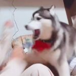 大型犬と飼い主が喧嘩中…ふいに『オテ』と言ってみた結果→絶対に許してしまう『まさかの反応』が27万再生「惜しいｗ」「もはや条件反射」(ブログ)