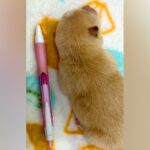 『ボールペンと同じ長さ』の赤ちゃん犬→たったの12日後…思った以上だった『衝撃の成長速度』が16万再生「永遠に見てられる」と悶絶の声(ブログ)