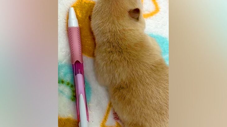 『ボールペンと同じ長さ』の赤ちゃん犬→たったの12日後…思った以上だった『衝撃の成長速度』が16万再生「永遠に見てられる」と悶絶の声(ブログ)