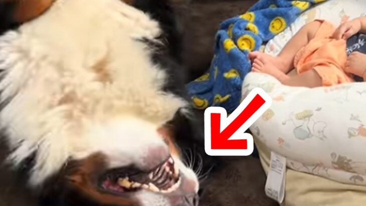 眠っている赤ちゃんをどうしても起こしたい大型犬→あまりにも愛おしい『悶絶する光景』が16万再生「くねくねしてて草」「可愛すぎるｗ」と反響(ブログ)