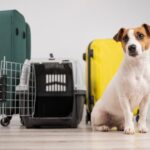 愛犬との旅行を快適にするための準備とは？移動時の安全対策や旅先での注意点を獣医が解説(ブログ)