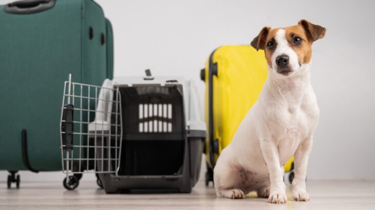 愛犬との旅行を快適にするための準備とは？移動時の安全対策や旅先での注意点を獣医が解説(ブログ)