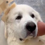 『数週間から数ヶ月しかもたない』わずか３歳で医者に余命宣告を受けた犬…手術した結果→『まさかの姿』に感動　命の尊さを感じる光景が話題(ブログ)