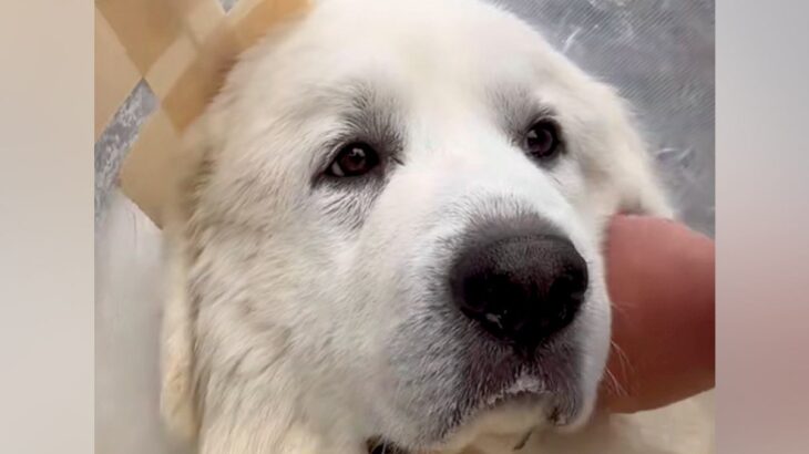 『数週間から数ヶ月しかもたない』わずか３歳で医者に余命宣告を受けた犬…手術した結果→『まさかの姿』に感動　命の尊さを感じる光景が話題(ブログ)