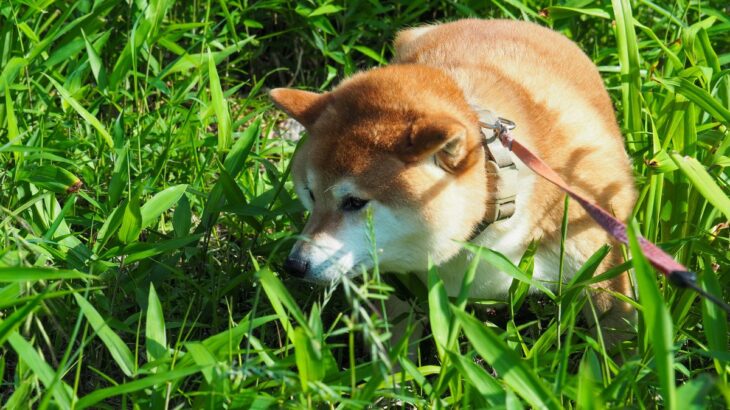 犬に危険な『ノギ』とは？散歩中に注意すべき場所や接触しないための対策まで(ブログ)