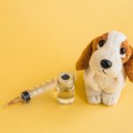 犬を飼ったら必ず果たすべき『責任と義務』7つ　飼う前に抑えておきたい大切なこととは(ブログ)