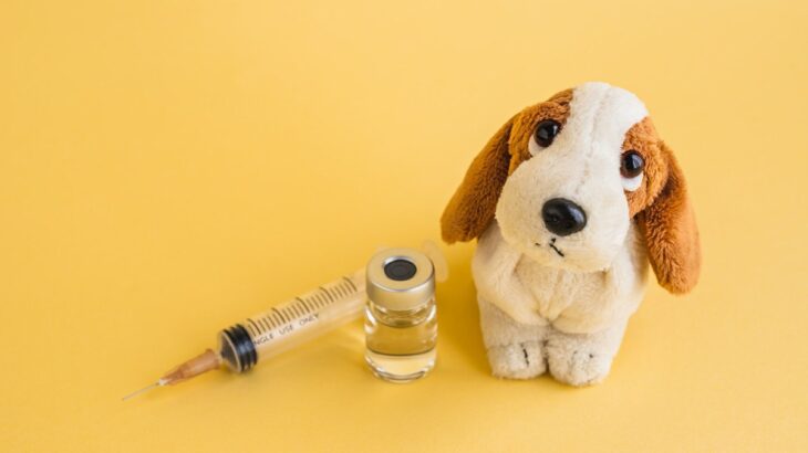 犬を飼ったら必ず果たすべき『責任と義務』7つ　飼う前に抑えておきたい大切なこととは(ブログ)