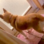 『飼い主がお風呂から出てこない』と勘違いしている犬→後ろでこっそり待ちぶせした結果…100点満点な反応が17万再生「もはや怯えてて草」(ブログ)