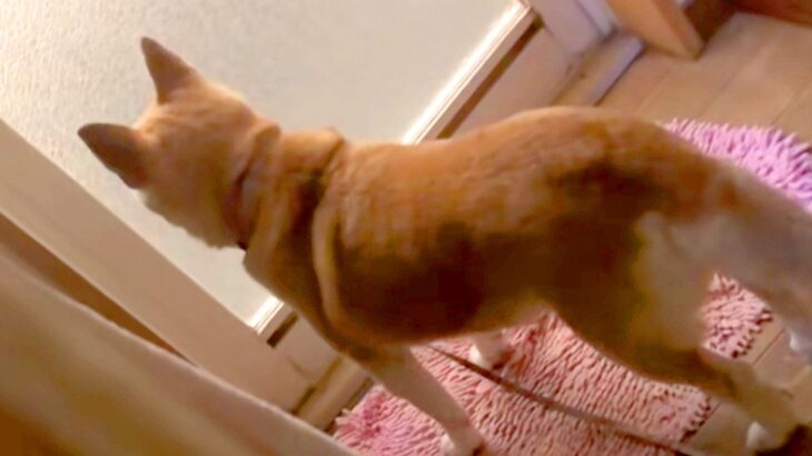 『飼い主がお風呂から出てこない』と勘違いしている犬→後ろでこっそり待ちぶせした結果…100点満点な反応が17万再生「もはや怯えてて草」(ブログ)