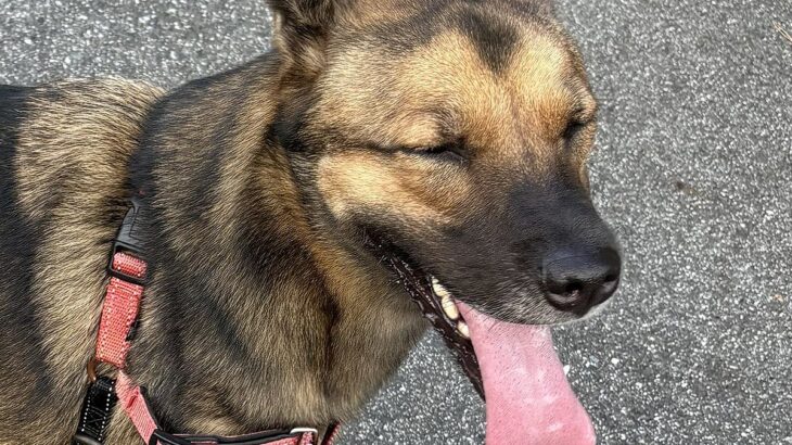『あんたは言い返さないの？』近所のおばあちゃんに声を掛けられた大型犬…尊くて優しいやり取りに22万いいね「素敵すぎ」「ジェントルワン」(ブログ)