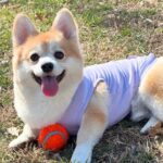 犬と一緒に庭で遊んでいたら『ヘビ』を発見→必死に逃げた結果…天才的な『まさかの行動』が622万再生「いもｗｗ」「無事でよかった」と反響(ブログ)