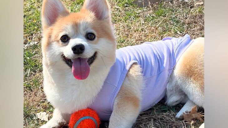 犬と一緒に庭で遊んでいたら『ヘビ』を発見→必死に逃げた結果…天才的な『まさかの行動』が622万再生「いもｗｗ」「無事でよかった」と反響(ブログ)