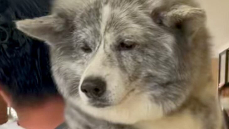 アウトレットでお買い物→帰り際、秋田犬がダダをこねて…見た目からは想像できない『赤ちゃんすぎる光景』が123万再生「しょんぼりｗ」(ブログ)