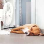 愛犬がご飯を食べない…夏場の食欲不振はこう乗り切る！お家でできる対策術について【現役獣医が解説】(ブログ)