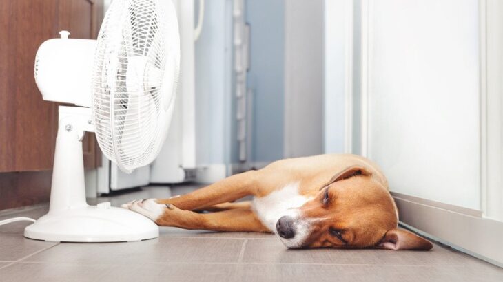 愛犬がご飯を食べない…夏場の食欲不振はこう乗り切る！お家でできる対策術について【現役獣医が解説】(ブログ)
