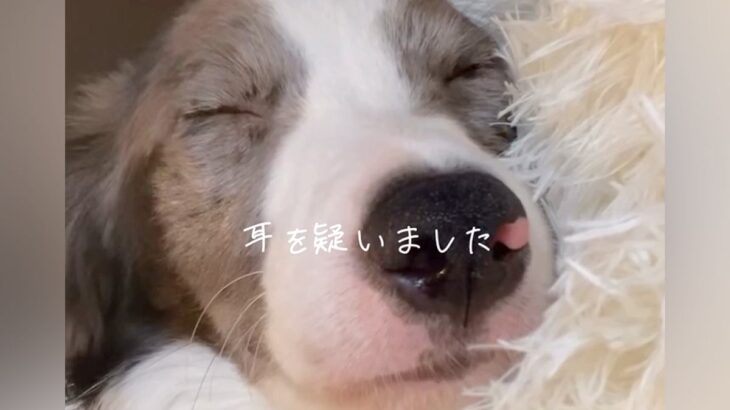 『気になっていた犬の家族が決まった』と思っていたら、キャンセルの連絡をもらい…素敵すぎる『お迎えの経緯』と現在の光景が215万再生の反響(ブログ)