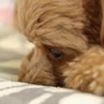 犬が『寂しかった』と言っているサイン４選　独りが苦手なワンコの特徴や共通点まで(ブログ)