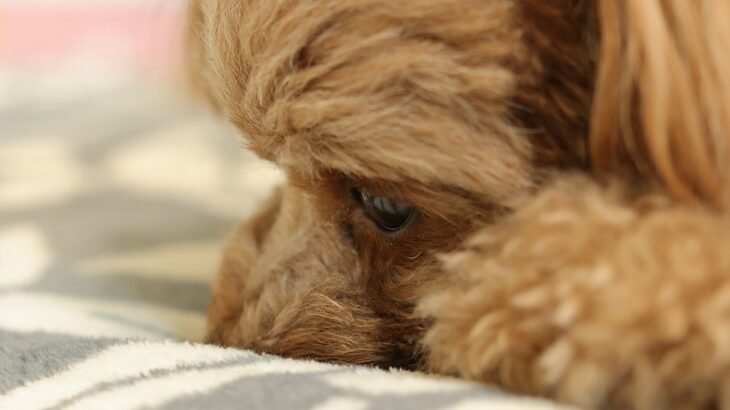 犬が『寂しかった』と言っているサイン４選　独りが苦手なワンコの特徴や共通点まで(ブログ)