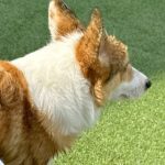 短足の犬がプールから出ようとした結果→まるで『漫画のような光景』に4万1000いいね「なぜいけると思ったｗｗ」「コーギーあるある」と爆笑(ブログ)