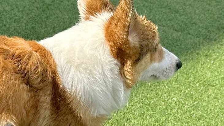 短足の犬がプールから出ようとした結果→まるで『漫画のような光景』に4万1000いいね「なぜいけると思ったｗｗ」「コーギーあるある」と爆笑(ブログ)
