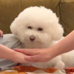 SNSで流行った『犬の前で手を重ねるチャレンジ』をやってみた結果…想定とは違う『まさかの光景』が47万再生「最高」「乗せ方優しい」と反響(ブログ)