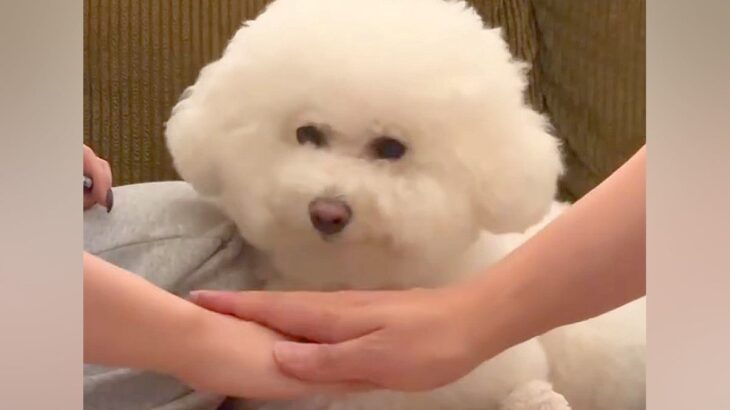 SNSで流行った『犬の前で手を重ねるチャレンジ』をやってみた結果…想定とは違う『まさかの光景』が47万再生「最高」「乗せ方優しい」と反響(ブログ)