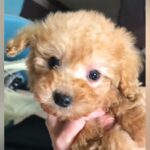 『大きくなっても2～3キロですよ』と言われた子犬を飼ったら、数年後→もはや別犬な『衝撃のビフォーアフター』が76万再生「可愛すぎｗ」(ブログ)