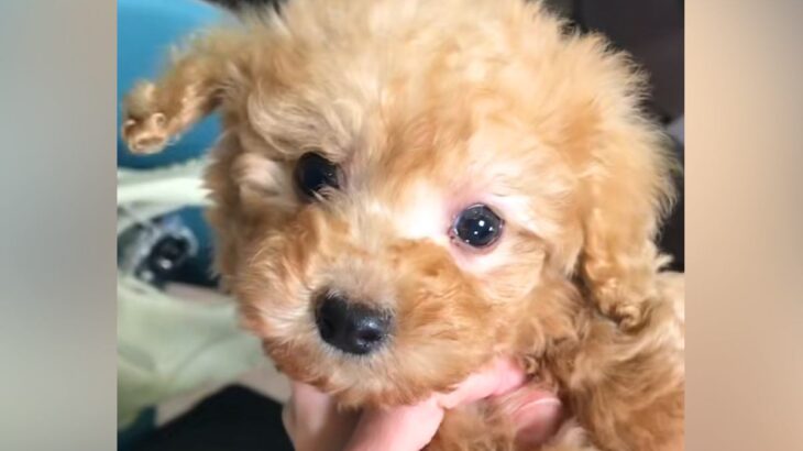 『大きくなっても2～3キロですよ』と言われた子犬を飼ったら、数年後→もはや別犬な『衝撃のビフォーアフター』が76万再生「可愛すぎｗ」(ブログ)