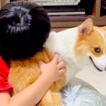 男の子に『くさい』と言われた犬→お風呂後、乾燥させていたら…想像の上をいく『コントのような光景』が34万再生「可愛すぎｗ」「笑った」(ブログ)