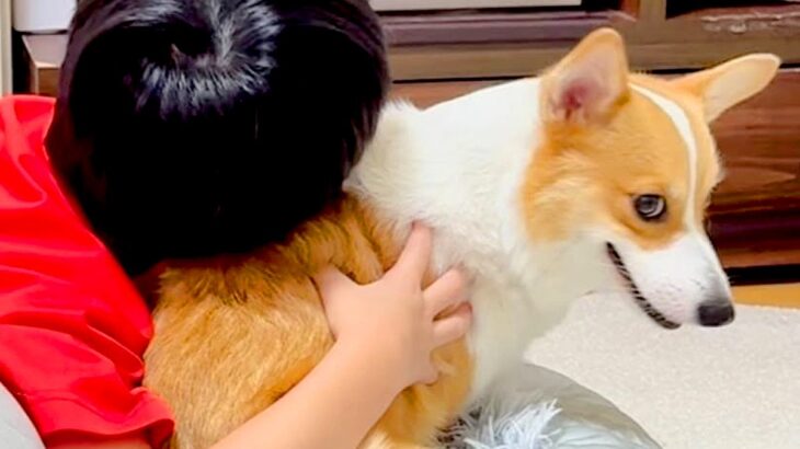 男の子に『くさい』と言われた犬→お風呂後、乾燥させていたら…想像の上をいく『コントのような光景』が34万再生「可愛すぎｗ」「笑った」(ブログ)