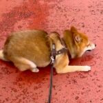 涼しくなったので、犬の散歩を2時間してみた結果→思った以上に嬉しそうで…激しすぎる『喜びの舞』が126万再生「爆笑したｗ」「可愛すぎ」(ブログ)